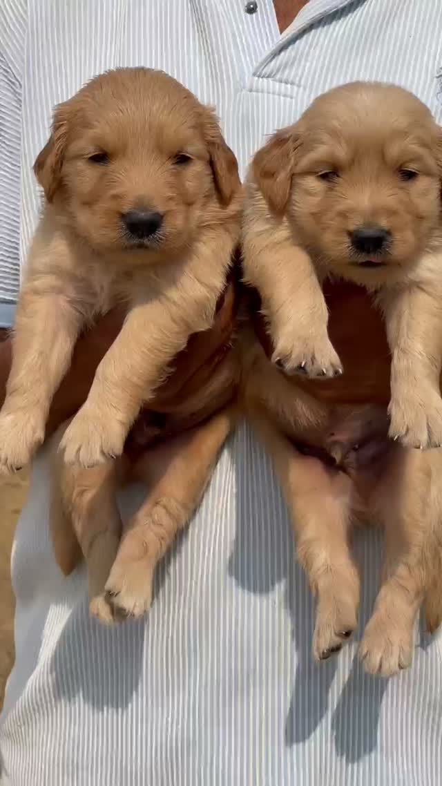 Golden Retriever, farm video