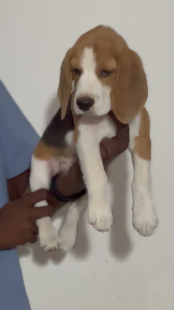 Beagle Black & Tan Puppy, farm video