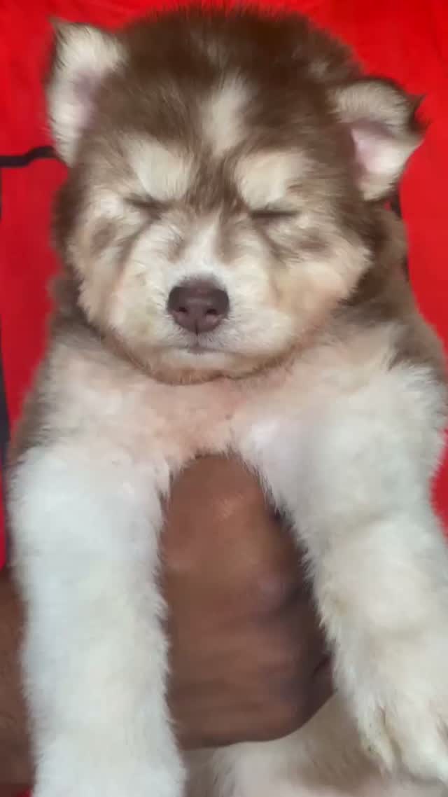 Siberian Husky Puppy | Black & White Color, farm video