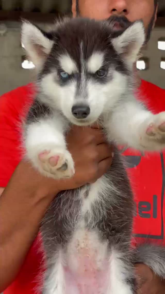 Siberian Husky Puppy | Black & White Color, farm video