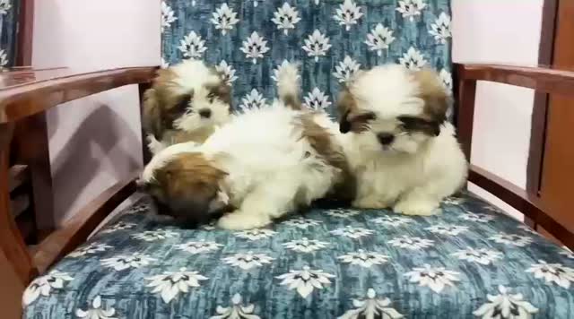 Dachshund Puppy | Brown, farm video