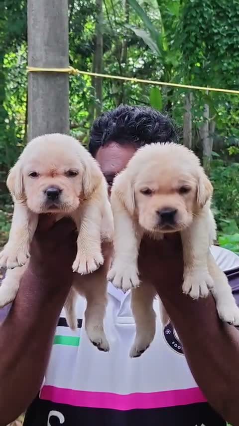 Beagle Black & Tan Puppy, farm video