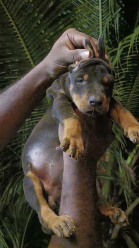 Doberman Pinscher Puppy, farm video