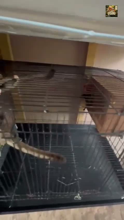 Sugar Glider | Grey, farm video