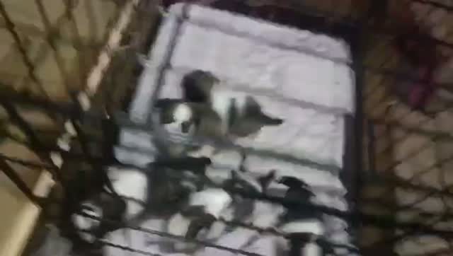 Shih Tzu | Black Color, farm video