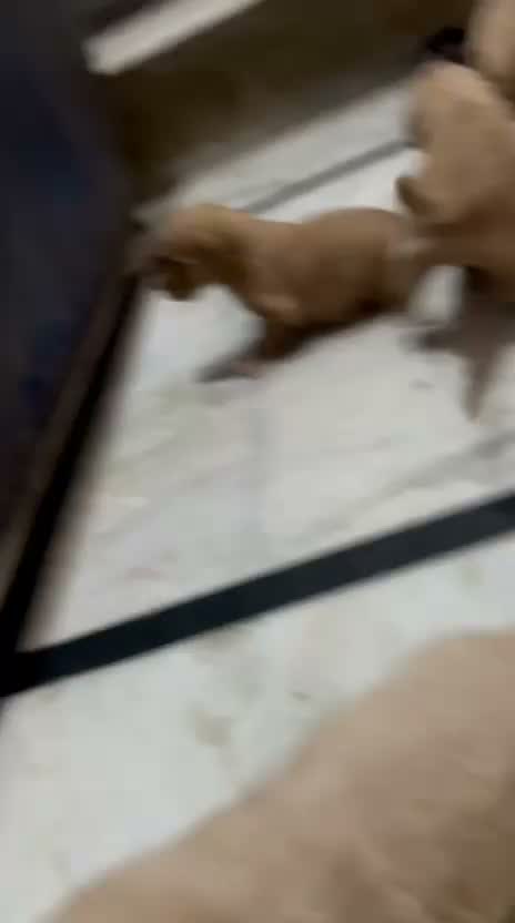 Dachshund Puppy | Brown & Tan, farm video
