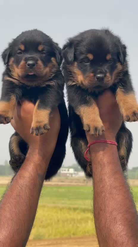 Rottweiler Puppy, farm video