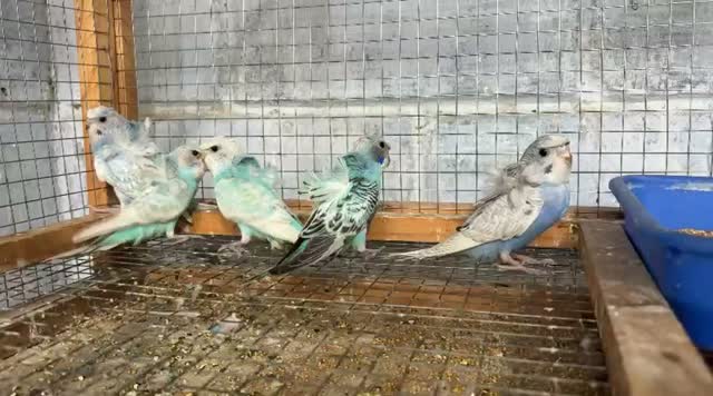 Helicopter Budgies, farm video