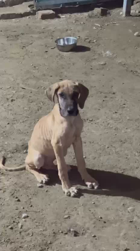 Great Dane Puppy, farm video