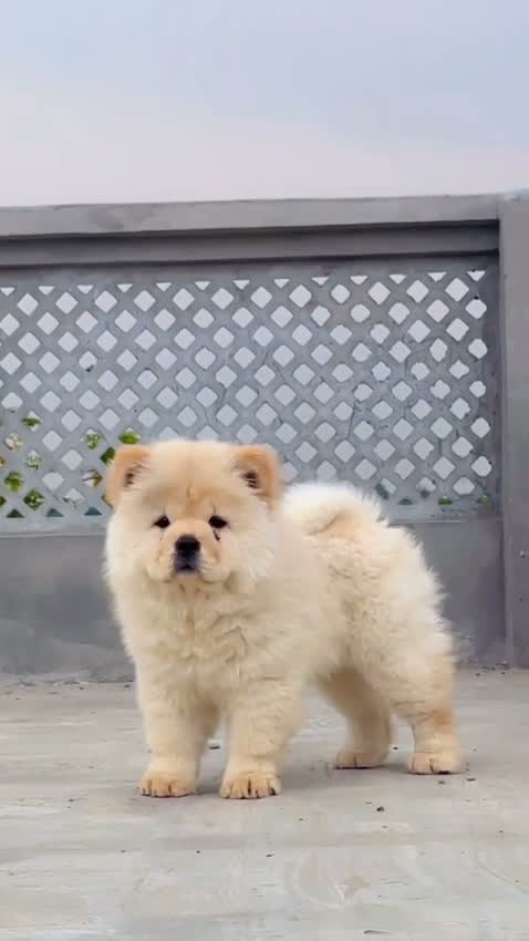 Chow Chow Puppies, farm video