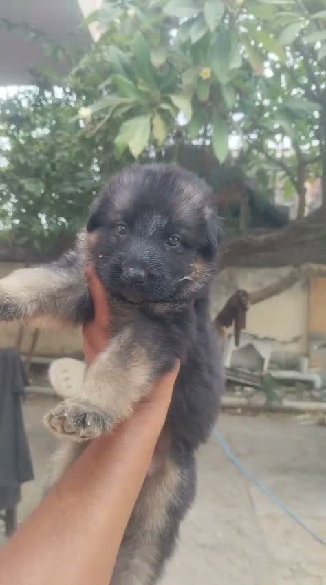 German Shepherd Puppy, farm video