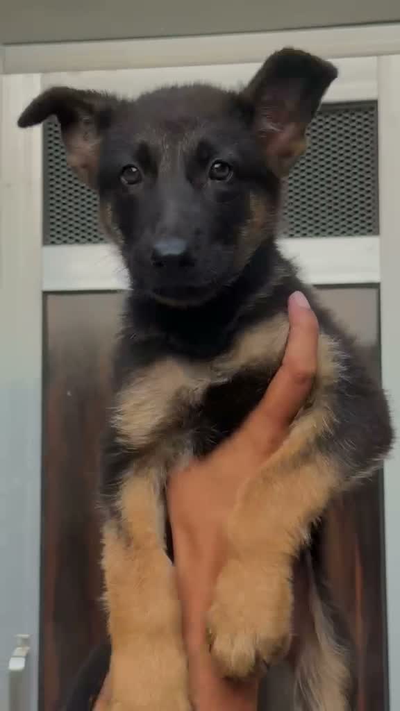 Dachshund Puppy | Brown & Tan, farm video
