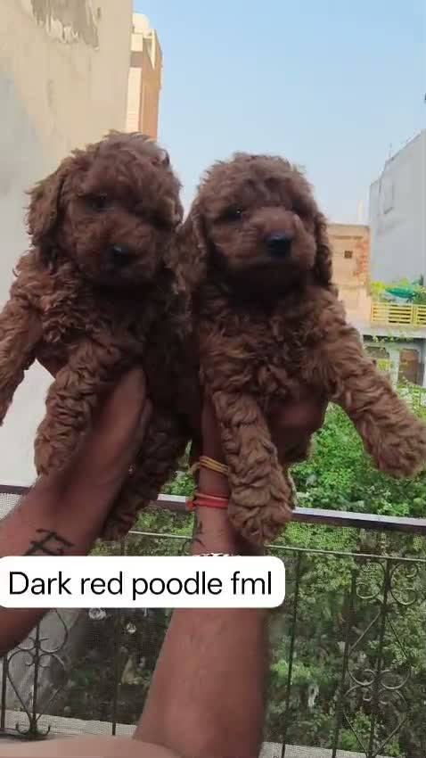 Standard Poodle Puppy, farm video