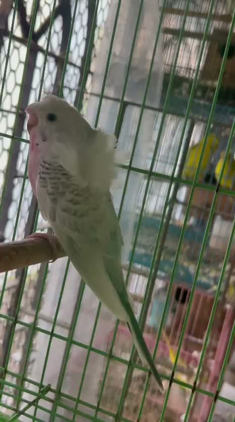 Chotiyal Pigeon, farm video