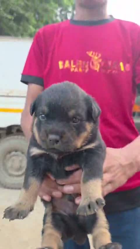 Rottweiler Puppy, farm video