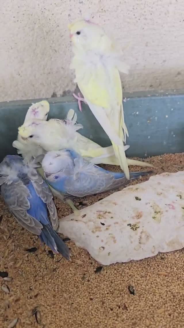 Chotiyal Pigeon, farm video