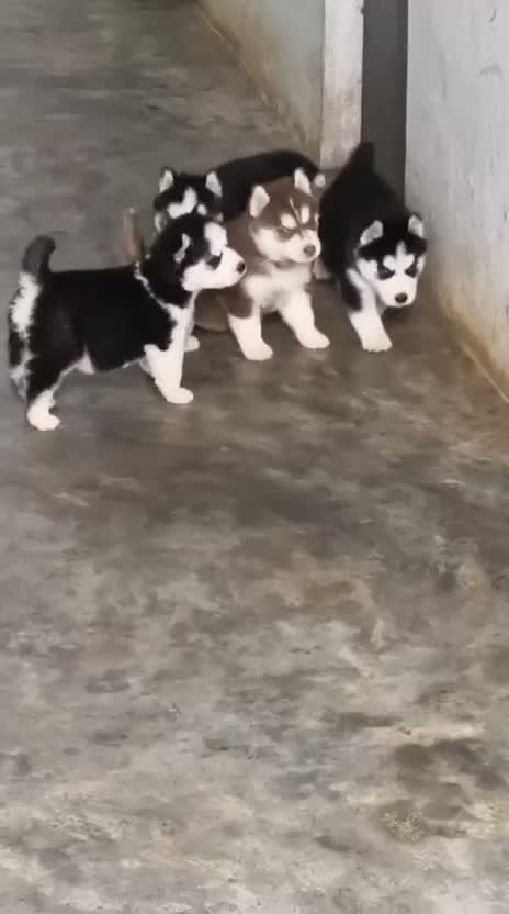 Siberian Husky Puppy | Black & White Color, farm video