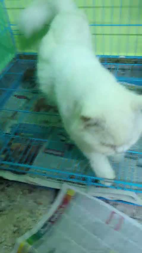 Persian, farm video
