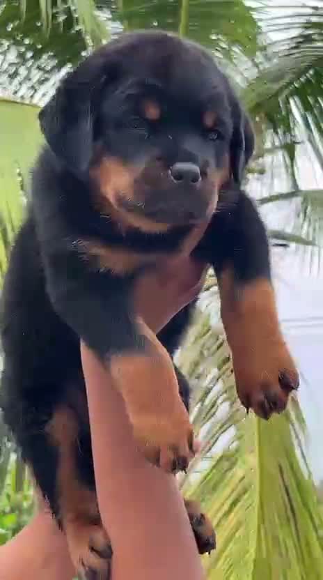 Rottweiler Puppy, farm video