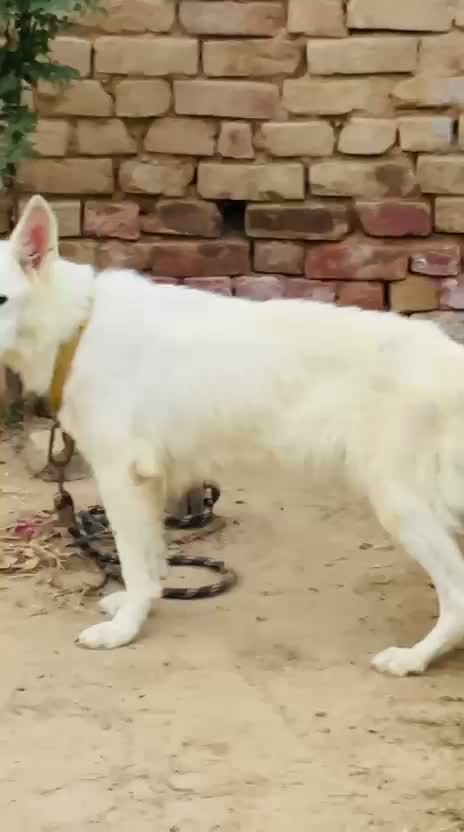 German Shepherd Puppy, farm video