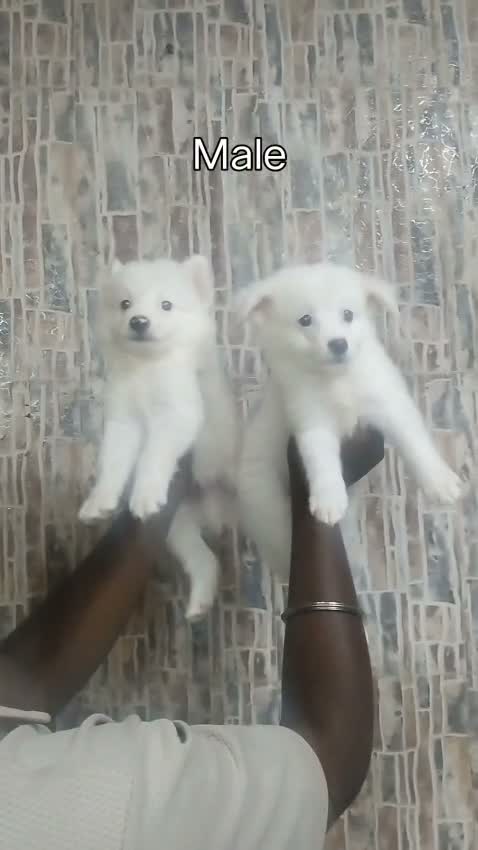 Culture Pom Puppy, farm video