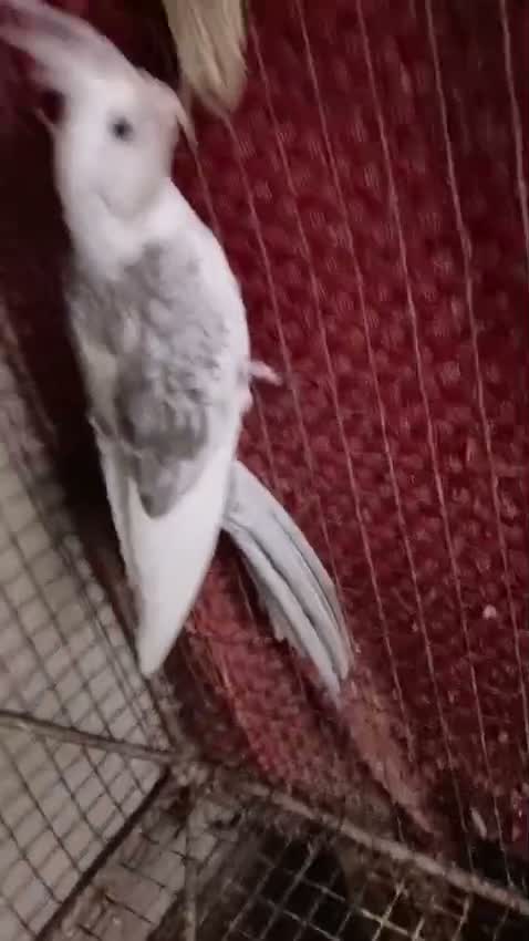Cockatiel, farm video