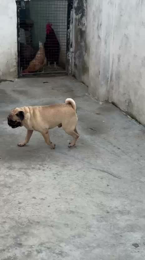 Pug Puppy, farm video