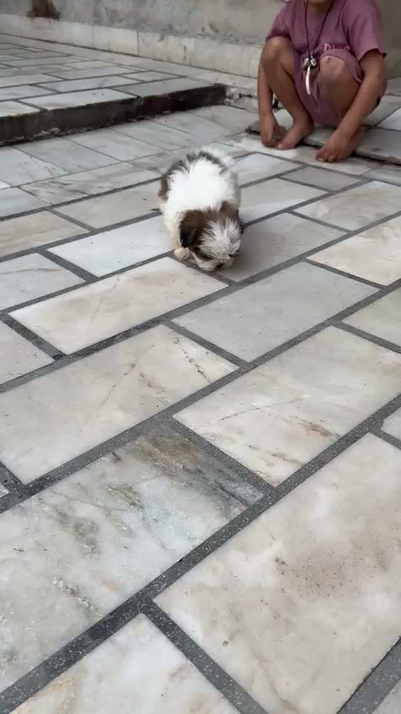 Shih Tzu | Black Color, farm video