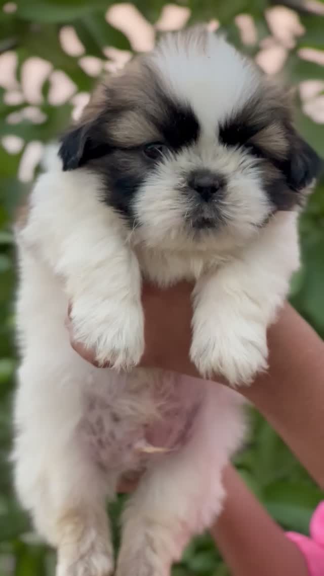 Shih Tzu | Black Color, farm video