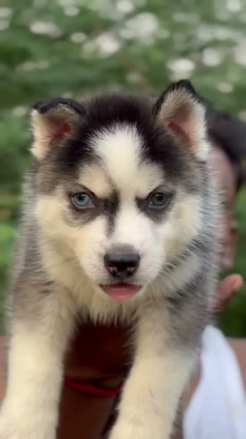 Siberian Husky Puppy | Black & White Color, farm video