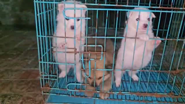 Culture Pom Puppy, farm video