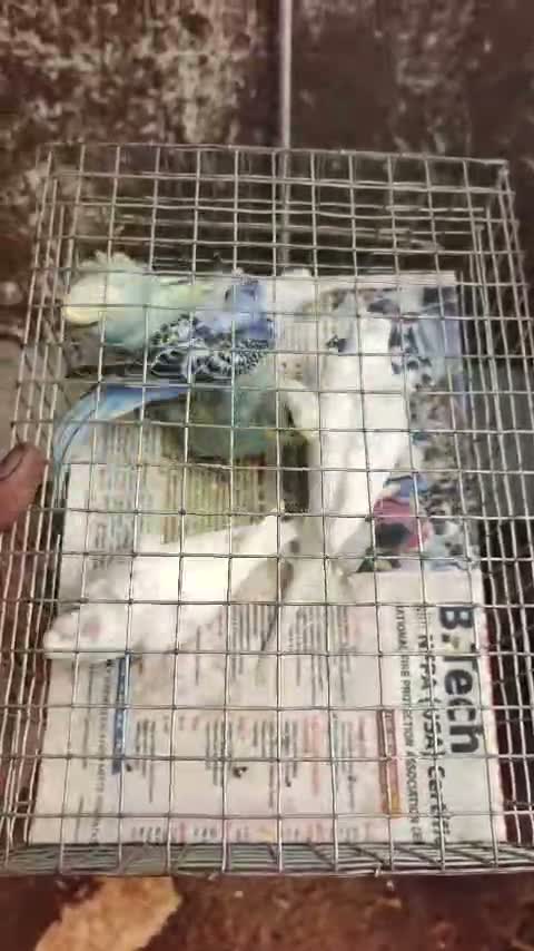 Helicopter Budgies, farm video