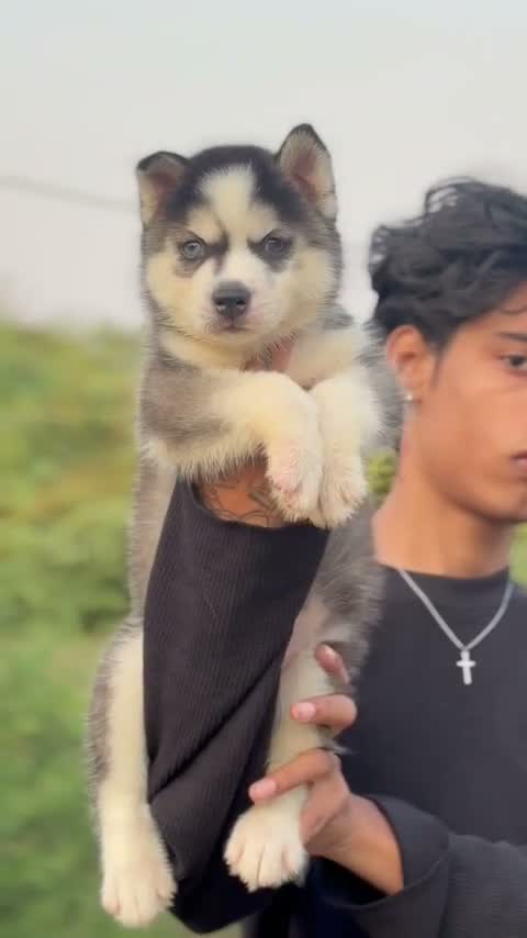 Siberian Husky Puppy | Black & White Color, farm video
