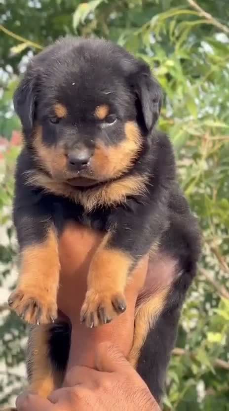 Rottweiler Puppy, farm video