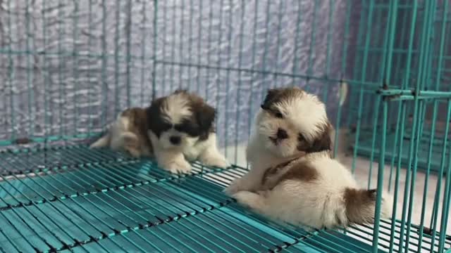 Shih Tzu | Black Color, farm video
