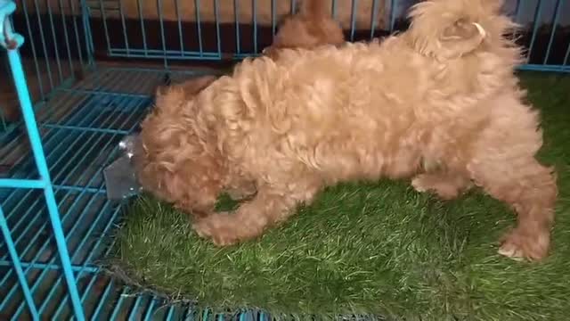 Dachshund Puppy | Brown & Tan, farm video