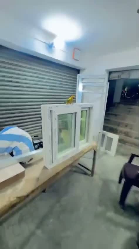 Sun Conure, farm video