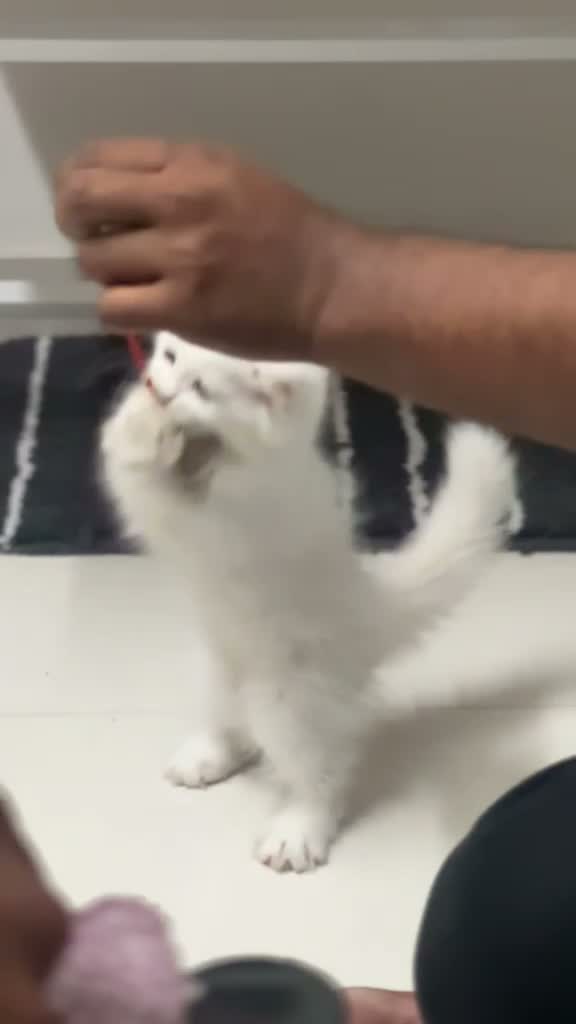 Persian, farm video