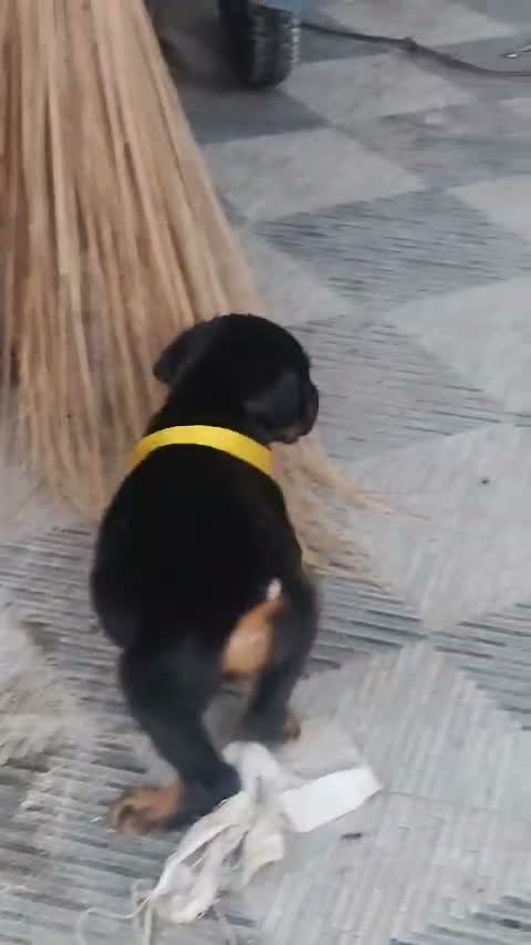 Doberman Pinscher Puppy, farm video