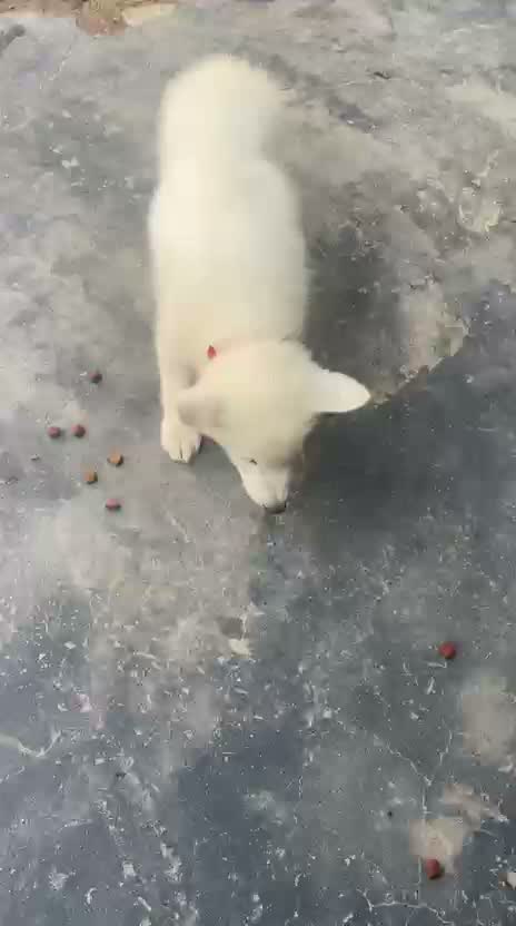 Siberian Husky Puppy | Black & White Color, farm video