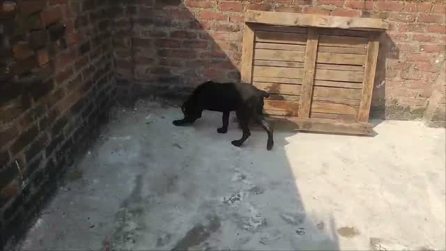 Cane Corso Puppy | Brindle, farm video
