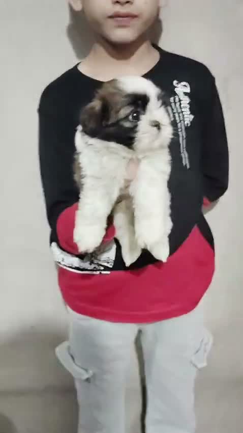 Shih Tzu | Black Color, farm video