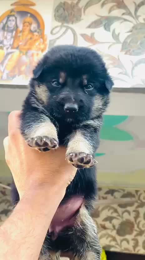 German Shepherd Puppy, farm video
