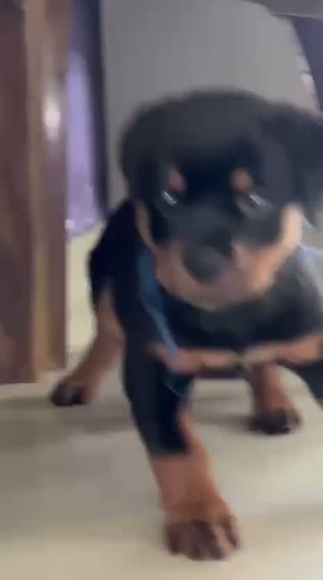 Dachshund Puppy | Brown & Tan, farm video