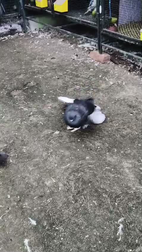 Culture Pom Puppy, farm video