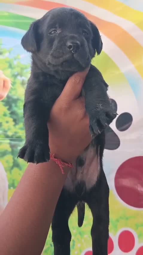Beagle Black & Tan Puppy, farm video