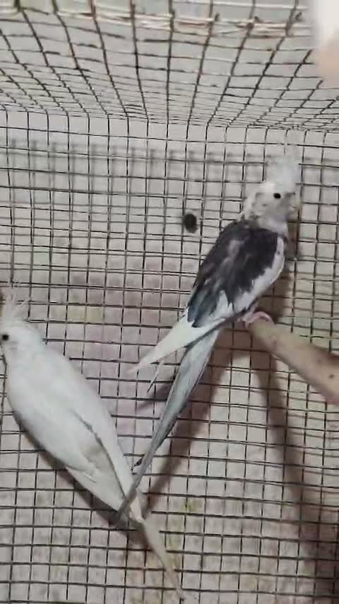 Cockatiel | Pied, farm video