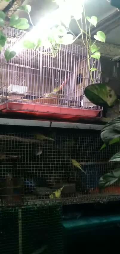 Small Cheek Conure, farm video