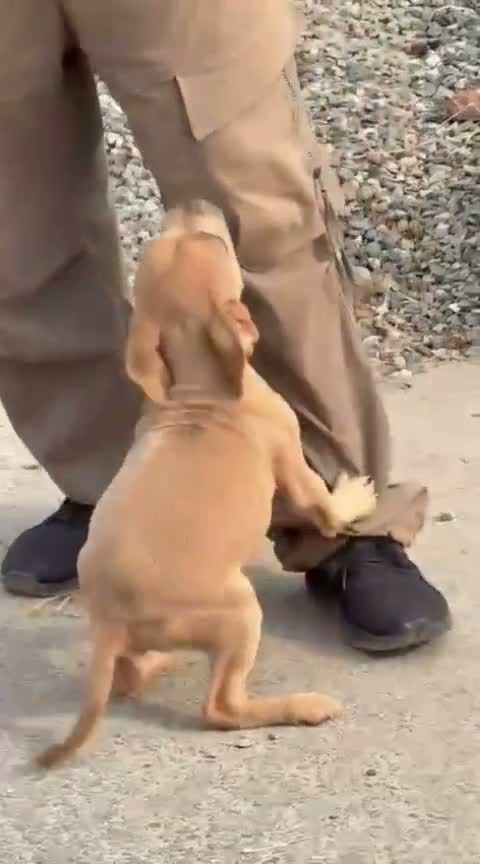 American Bully XXL Size Puppy, farm video