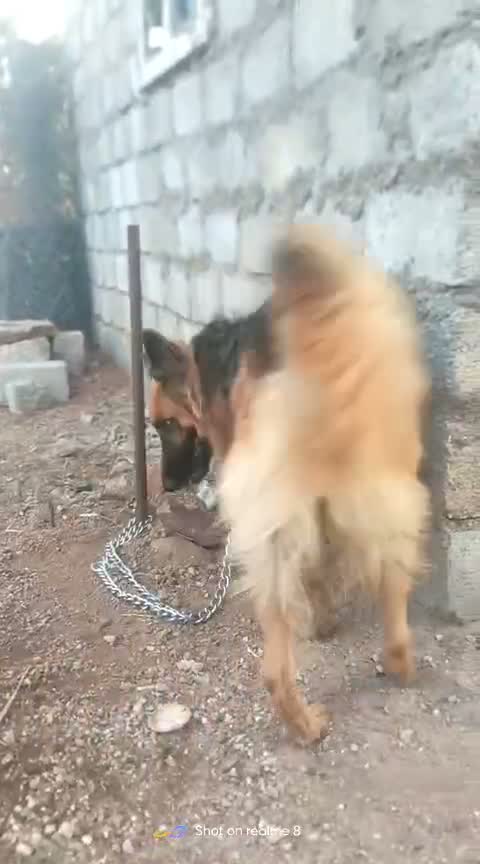 German Shepherd Puppy, farm video